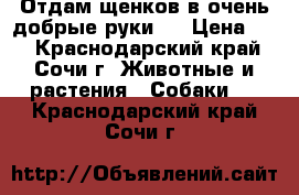 Отдам щенков в очень добрые руки!! › Цена ­ 1 - Краснодарский край, Сочи г. Животные и растения » Собаки   . Краснодарский край,Сочи г.